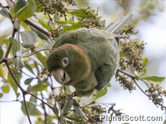 Cuban Parakeet (Psittacara euops)