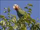 Cuban Parrot (Amazona leucocephala)