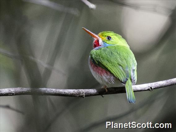 Cuban Tody (Todus multicolor)