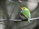 Cuban Tody (Todus multicolor)