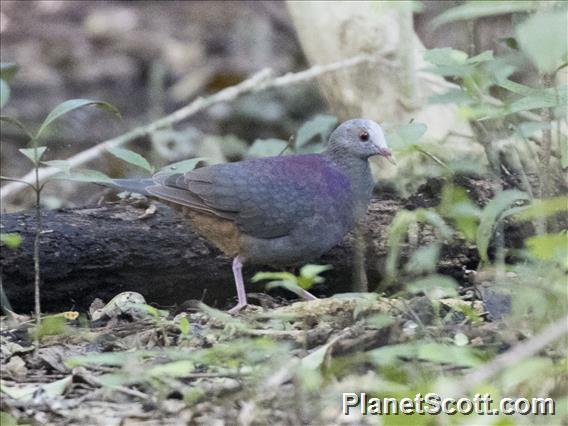 Gray-headed Quail-Dove (Geotrygon caniceps)