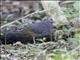 Gray-headed Quail-Dove (Geotrygon caniceps)