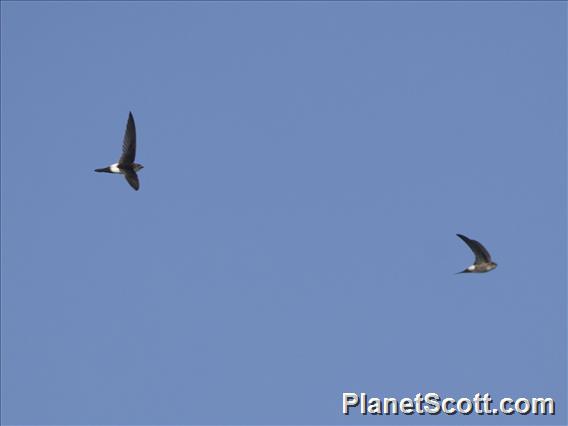 Antillean Palm-Swift (Tachornis phoenicobia)