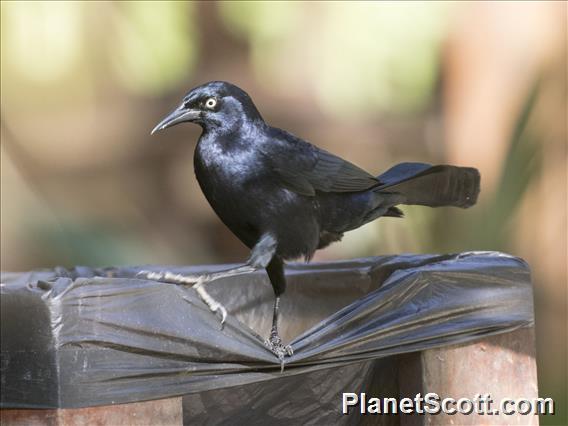 Greater Antillean Grackle (Quiscalus niger)