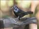 Greater Antillean Grackle (Quiscalus niger)