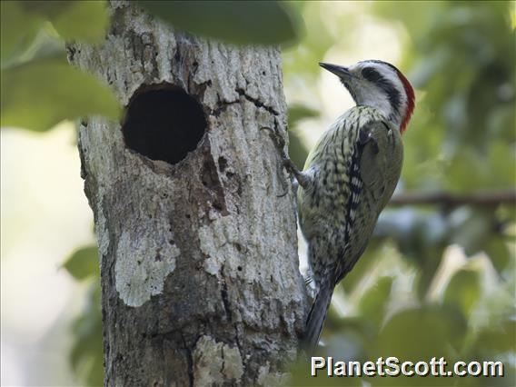 Cuban Green Woodpecker (Xiphidiopicus percussus)