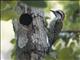 Cuban Green Woodpecker (Xiphidiopicus percussus)