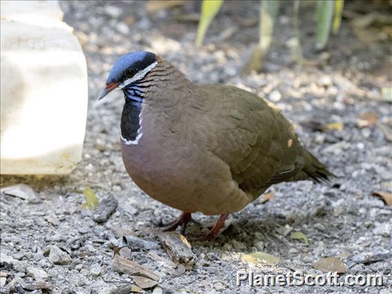 Blue-headed Quail-Dove (Starnoenas cyanocephala)