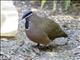 Blue-headed Quail-Dove (Starnoenas cyanocephala)