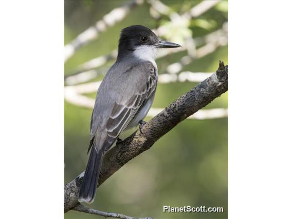 Loggerhead Kingbird (Tyrannus caudifasciatus)