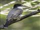 Loggerhead Kingbird (Tyrannus caudifasciatus)