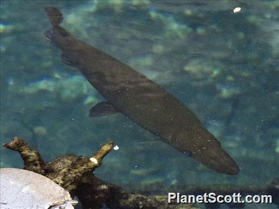 Cuban Gar (Atractosteus tristoechus)