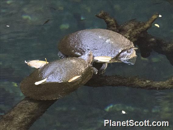 Cuban Slider (Trachemys decussata)