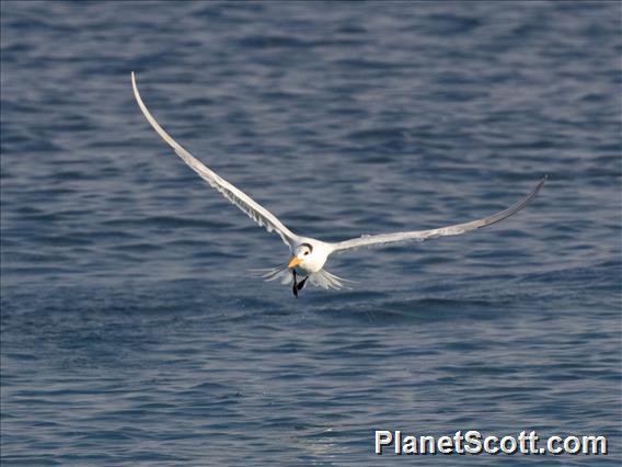 Royal Tern (Thalasseus maximus)