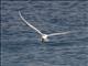 Royal Tern (Thalasseus maximus)