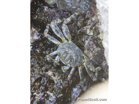 Sally Lightfoot Crab (Grapsus grapsus)