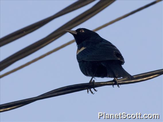 Red-shouldered Blackbird (Agelaius assimilis)