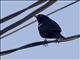 Red-shouldered Blackbird (Agelaius assimilis)