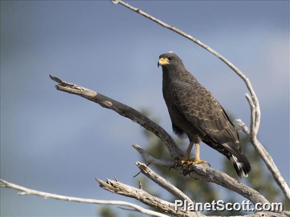 Cuban Black Hawk (Buteogallus gundlachii)