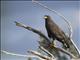 Cuban Black Hawk (Buteogallus gundlachii)