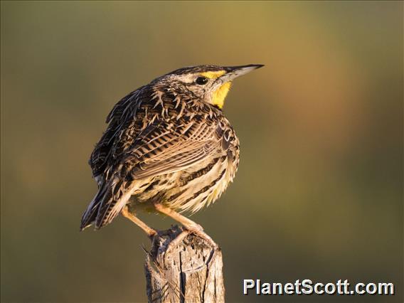 Eastern Meadowlark (Sturnella magna)