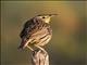 Eastern Meadowlark (Sturnella magna)