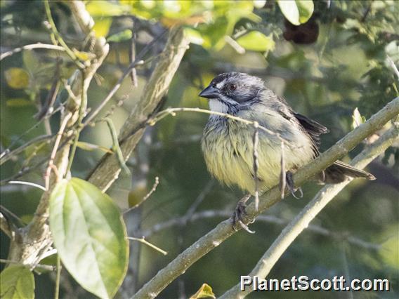 Zapata Sparrow (Torreornis inexpectata)