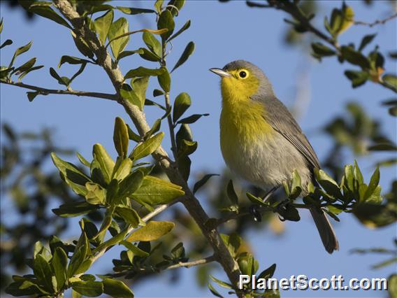 Oriente Warbler (Teretistris fornsi)