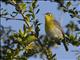 Oriente Warbler (Teretistris fornsi)