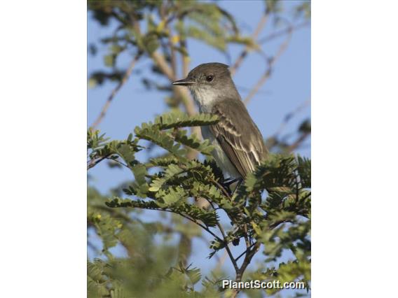 La Sagra's Flycatcher (Myiarchus sagrae)