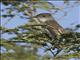 La Sagras Flycatcher (Myiarchus sagrae)