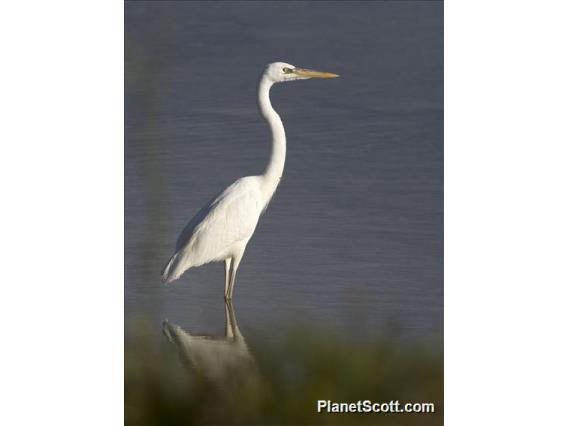 Great Blue Heron (Ardea herodias)