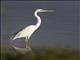 Great Blue Heron (Ardea herodias) - White Morph