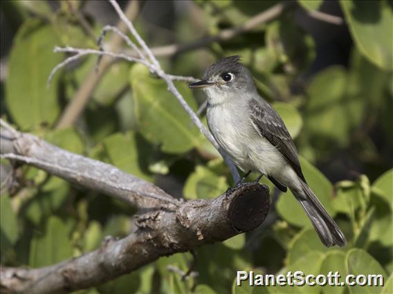 Cuban Pewee (Contopus caribaeus)