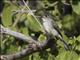 Cuban Pewee (Contopus caribaeus)