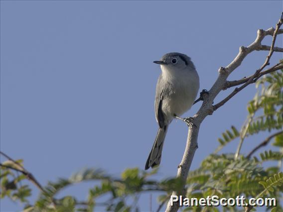 Cuban Gnatcatcher (Polioptila lembeyei)