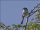 Cuban Gnatcatcher (Polioptila lembeyei)