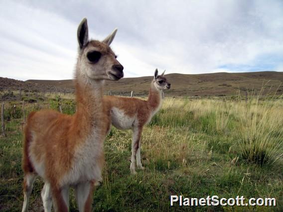 Guanaco (Lama guanicoe)