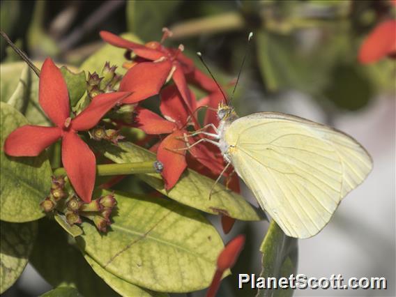 Great Southern White (Ascia monuste)