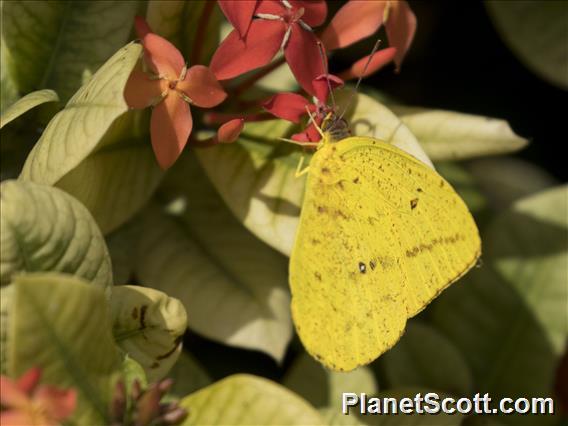 Cloudless Sulphur (Phoebis sennae)