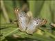 White Peacock (Anartia jatrophae)