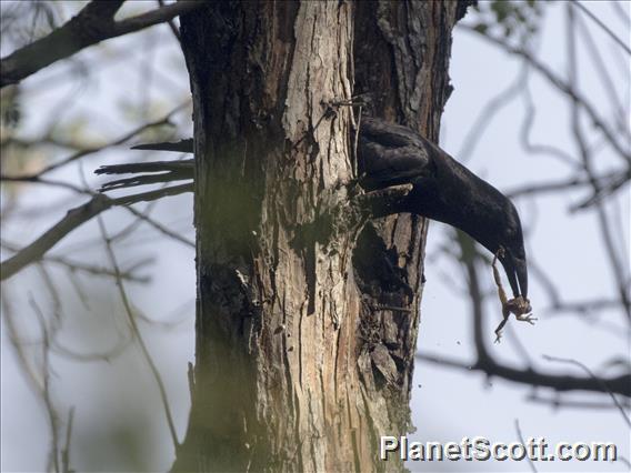 Cuban Crow (Corvus nasicus)