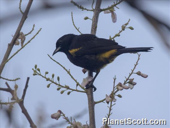 Cuban Oriole (Icterus melanopsis)