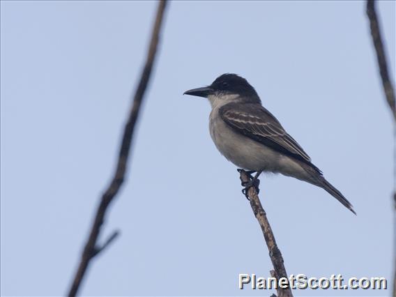 Giant Kingbird (Tyrannus cubensis)