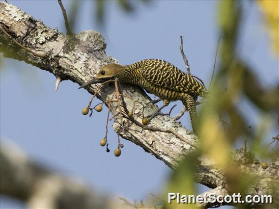 Fernandina's Flicker (Colaptes fernandinae)