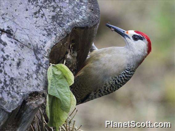 West Indian Woodpecker (Melanerpes superciliaris)