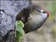 West Indian Woodpecker (Melanerpes superciliaris)