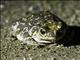 Eastern Giant Toad (Peltophryne peltocephala)