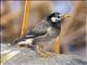 White-cheeked Starling (Spodiopsar cineraceus)