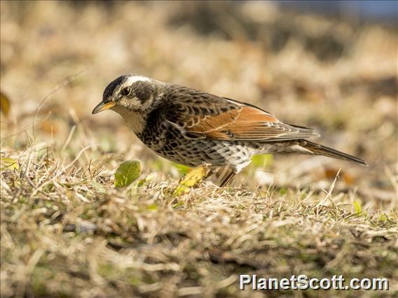 Dusky Thrush (Turdus eunomus)